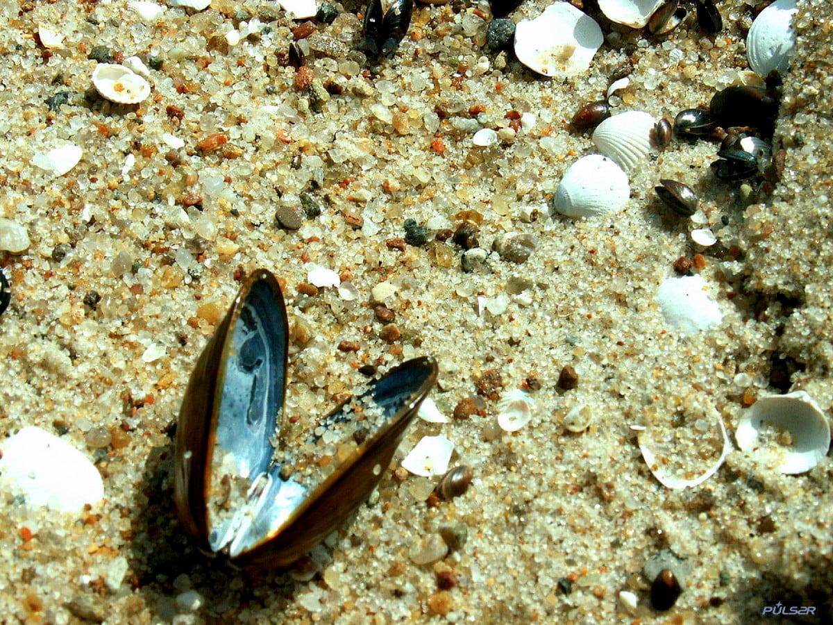 Shell, sand, underwater, reef, animals : background (1600x1200)
