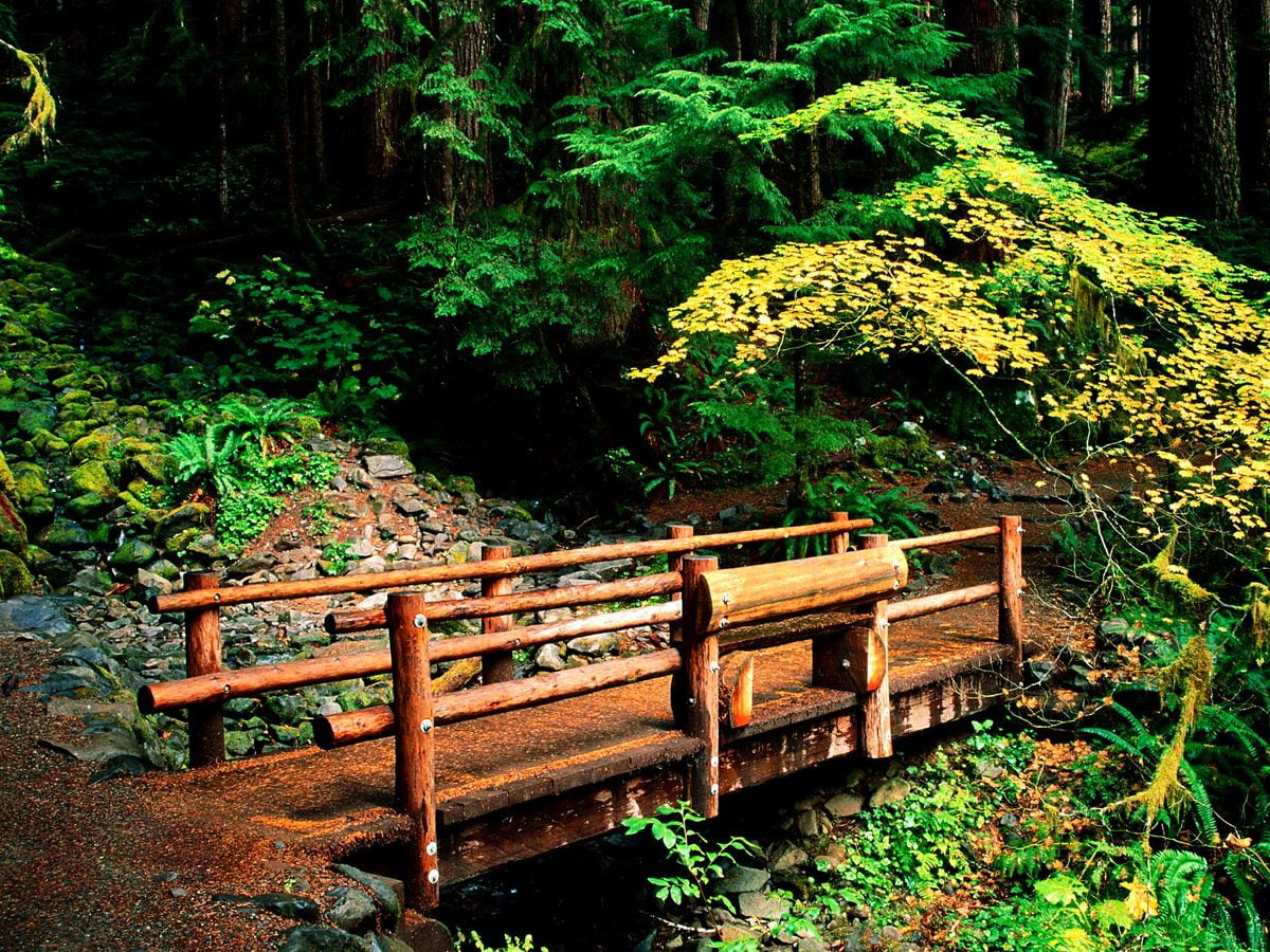 Wooden bench on lush green forest / free wallpaper