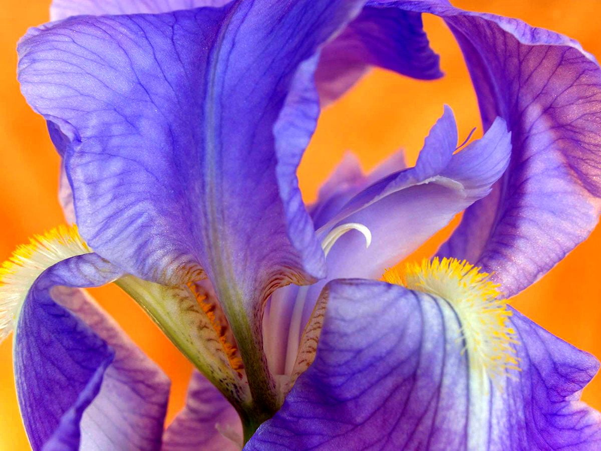 Flowers, macro flower, petal, purple, violet : wallpaper