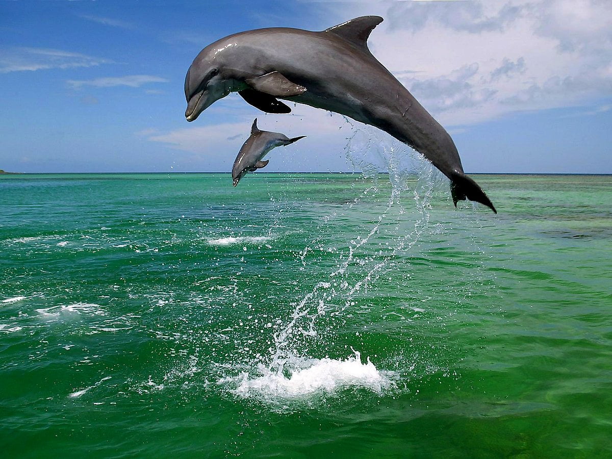 Dolphin, Jump, Bottlenose Dolphin wallpaper | TOP Free Download images