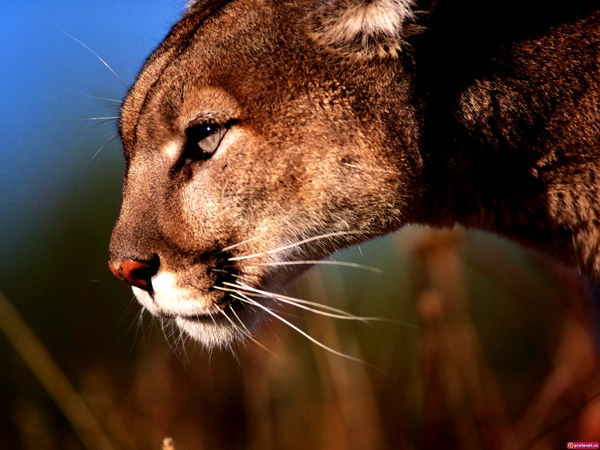 80+ Big cats wallpapers HD | Download Free backgrounds