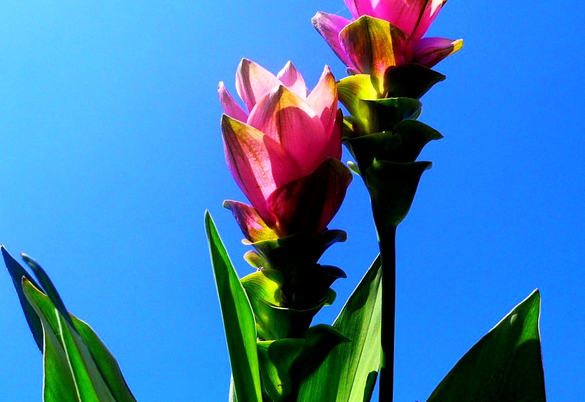 fargerike-tropiske-blomster