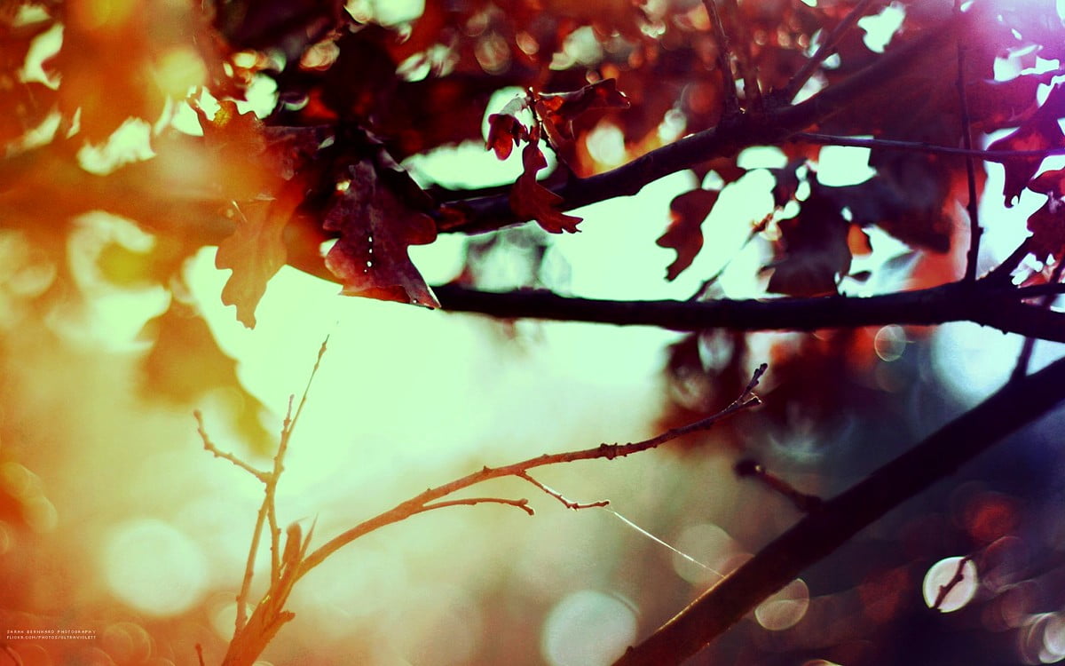 Nature, red, light, sunlight, autumn - HD background