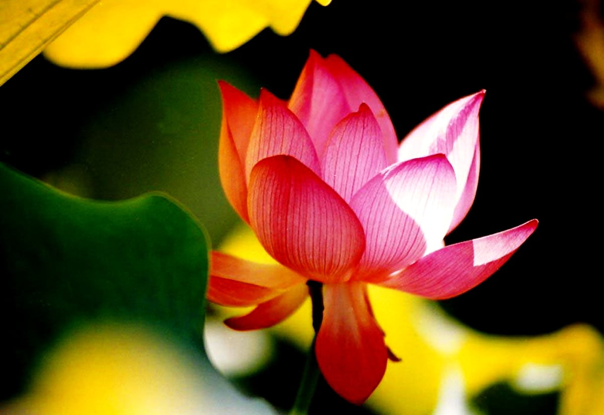 Fantastic flowers, petal, flowers, sacred lotus, Lotus - free backgrounds