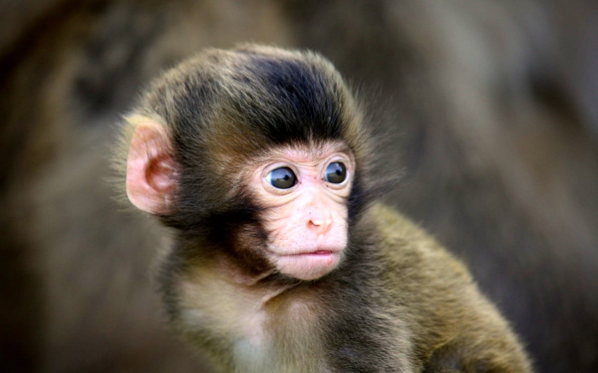 Wallpaper Monkey, Rhesus Macaque, Macaque 🔥 Best Free wallpapers