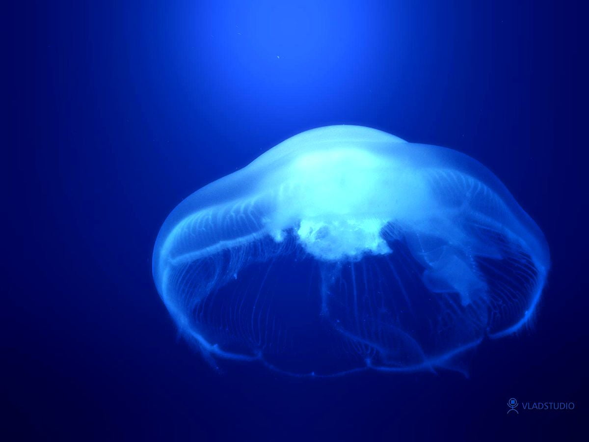 Jellyfish, animals, blue, aquarium, reef / HD wallpapers