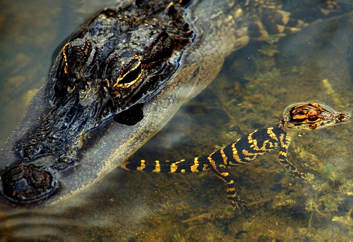 Alligator, reptile, Alligator d'Amérique, animaux, lézard / image pour fond d'écran (1600x1100)