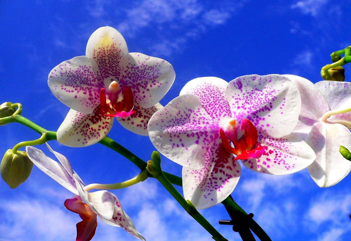 30-tropiske-blomster-baggrunde-hd-download-gratis-baggrundsbilleder