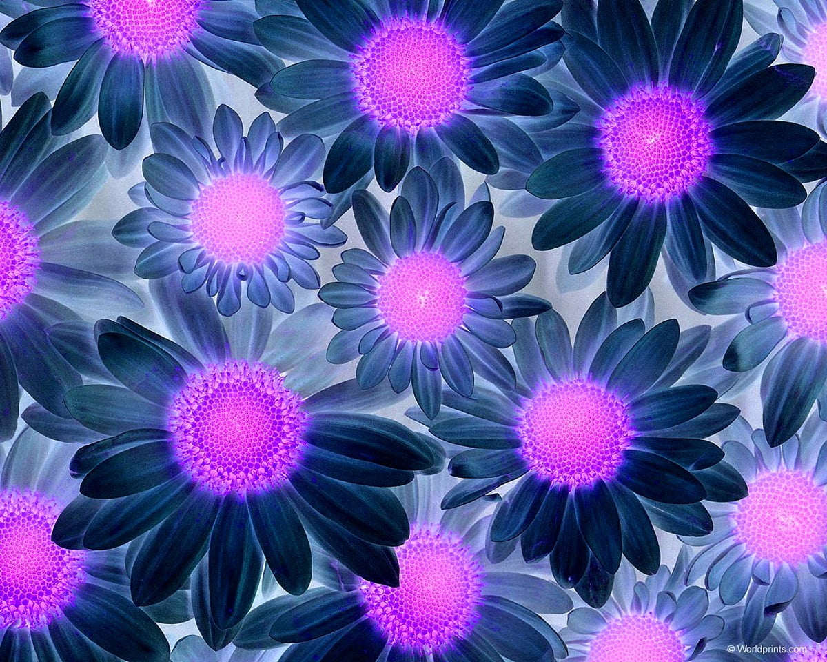 Pink flowers - free background image 1500x1200