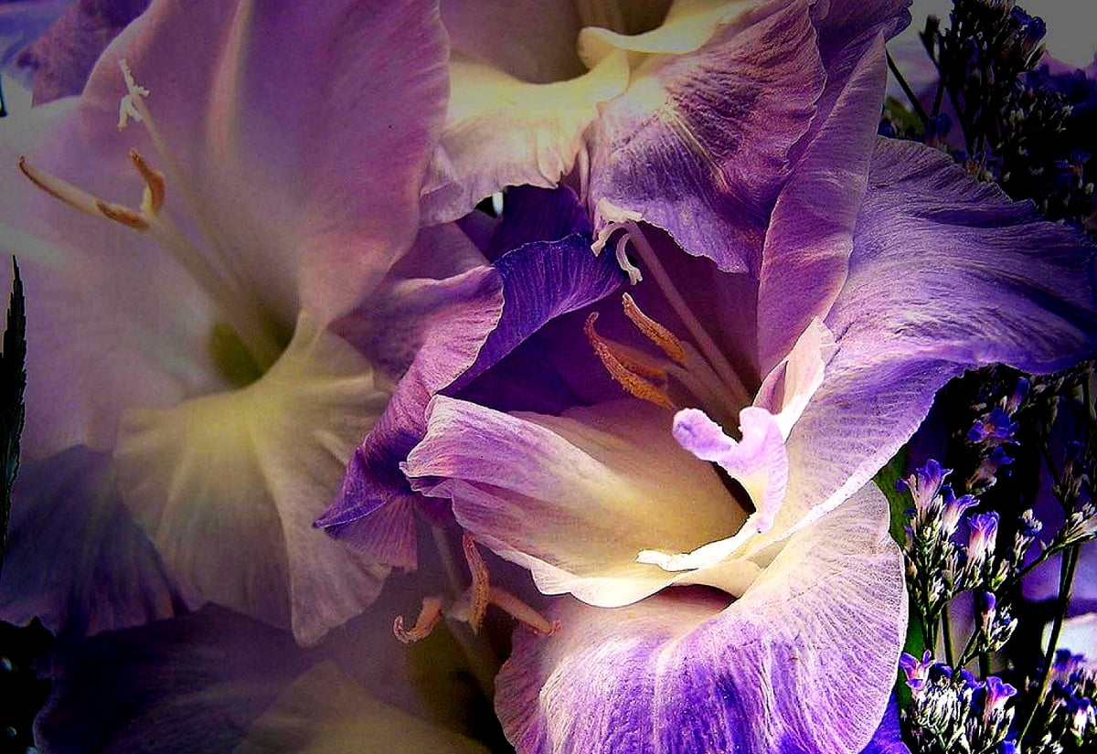 Purple flower on plant - free background image 1600x1100