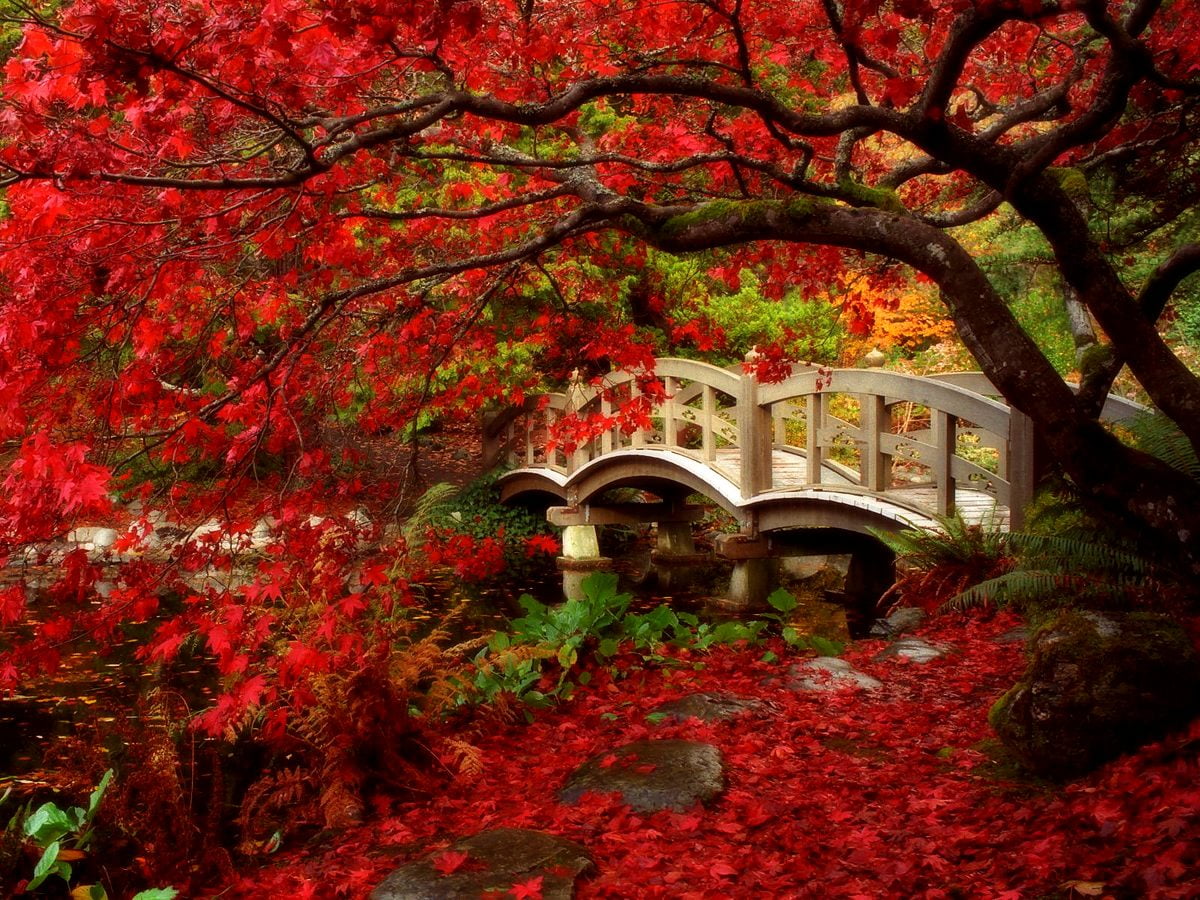 Background Japan, Nature, Autumn | Download TOP Free photos