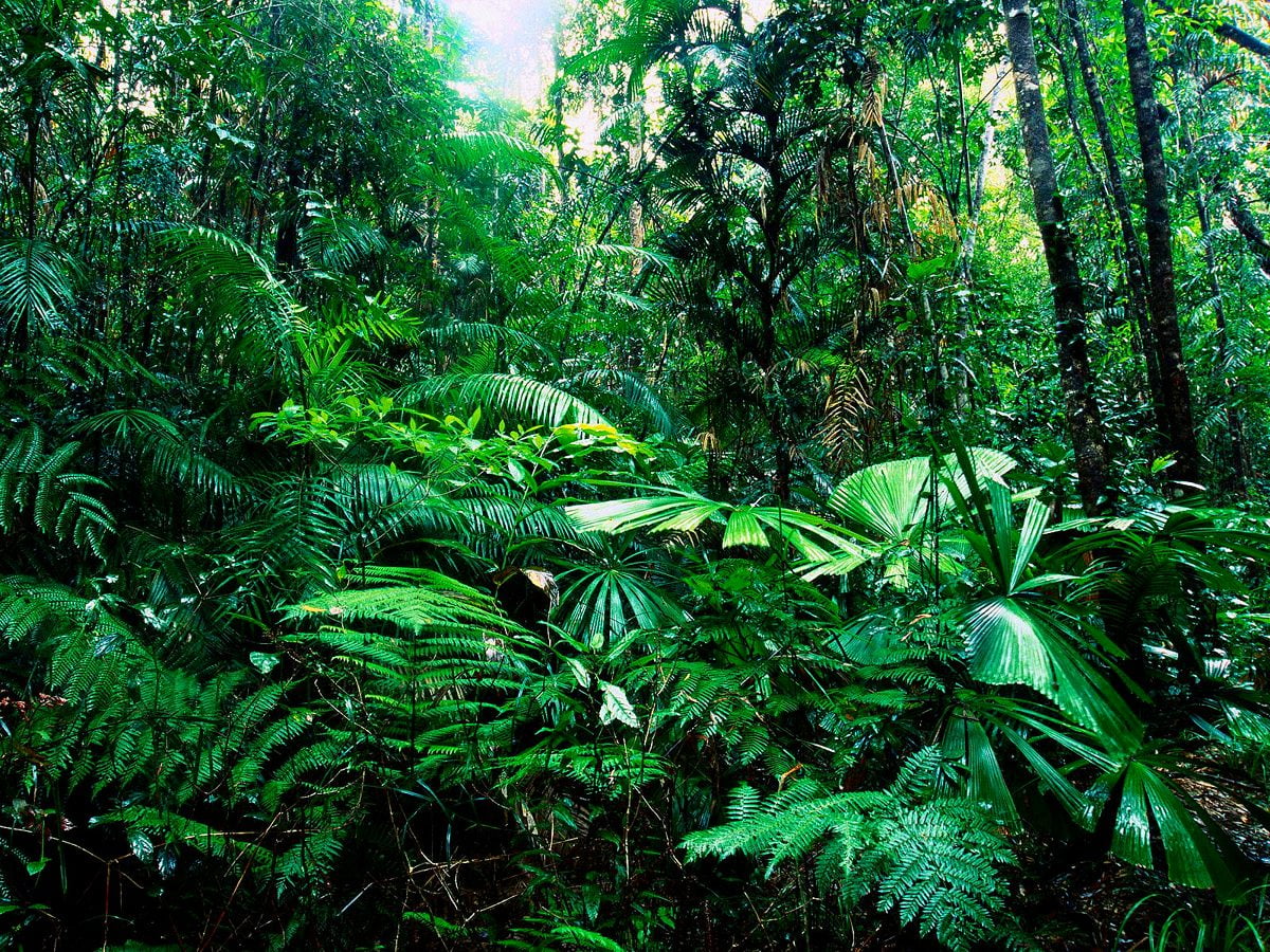 Image d'arrière-plan / plante verte en forêt
