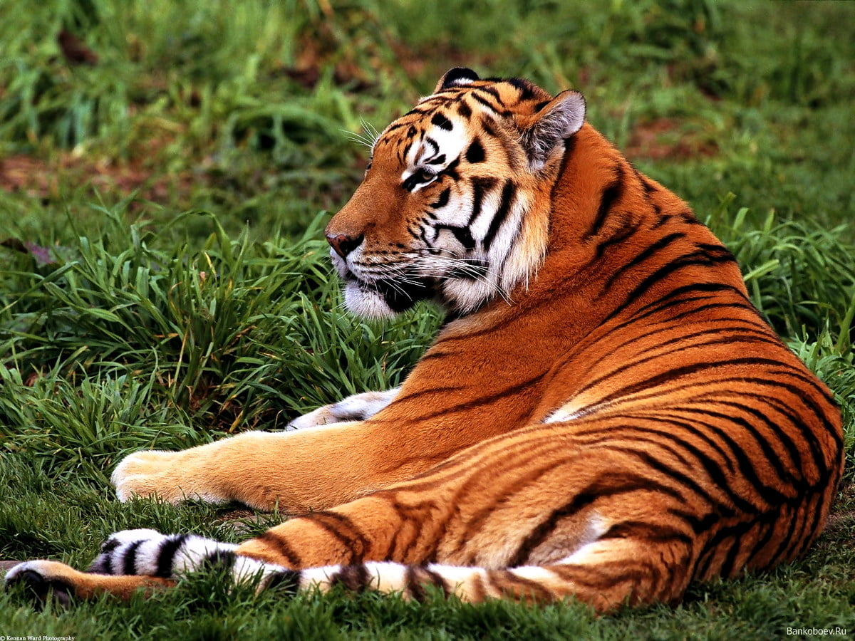 Tigre couché dans l'herbe / photo d'arrière-plan