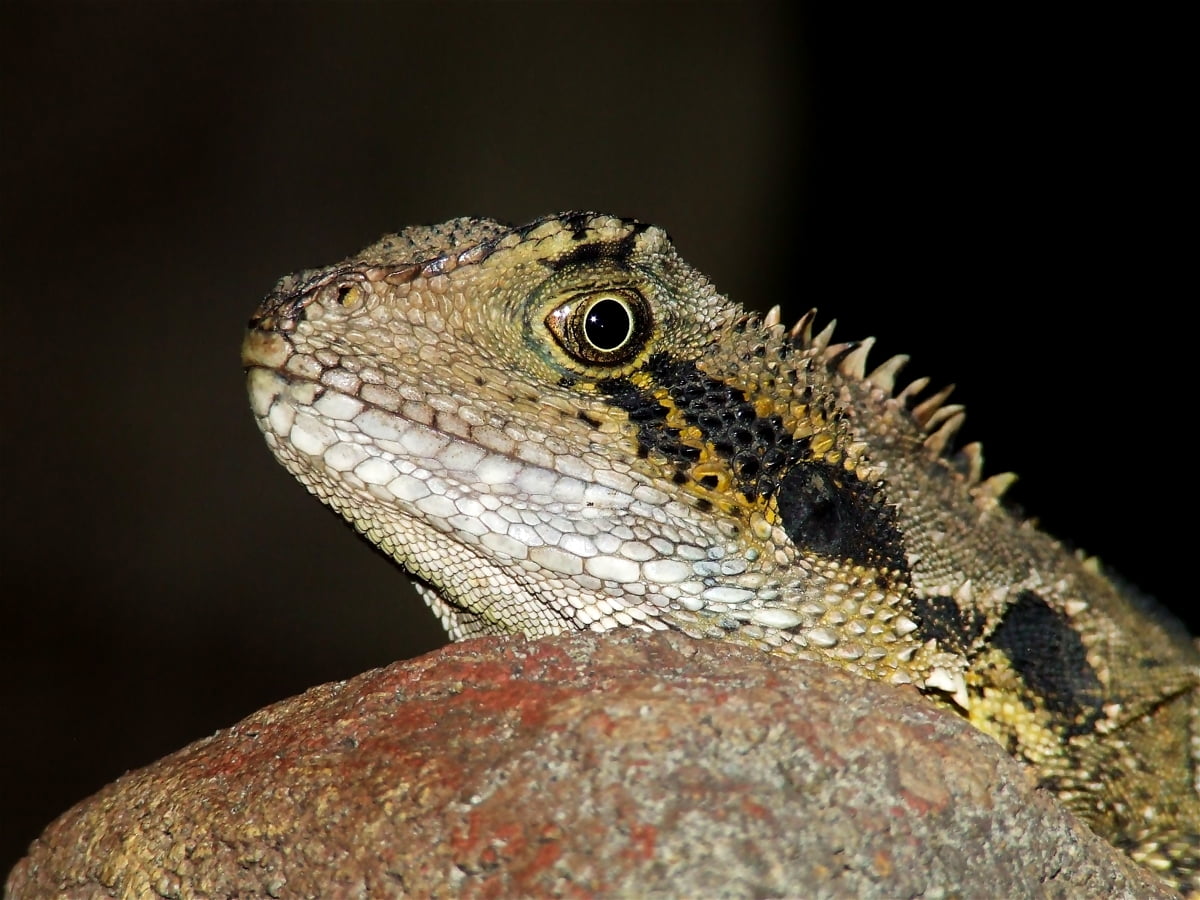 Reptile, animals, lizard, iguana, green iguana - free background image 1600x1200