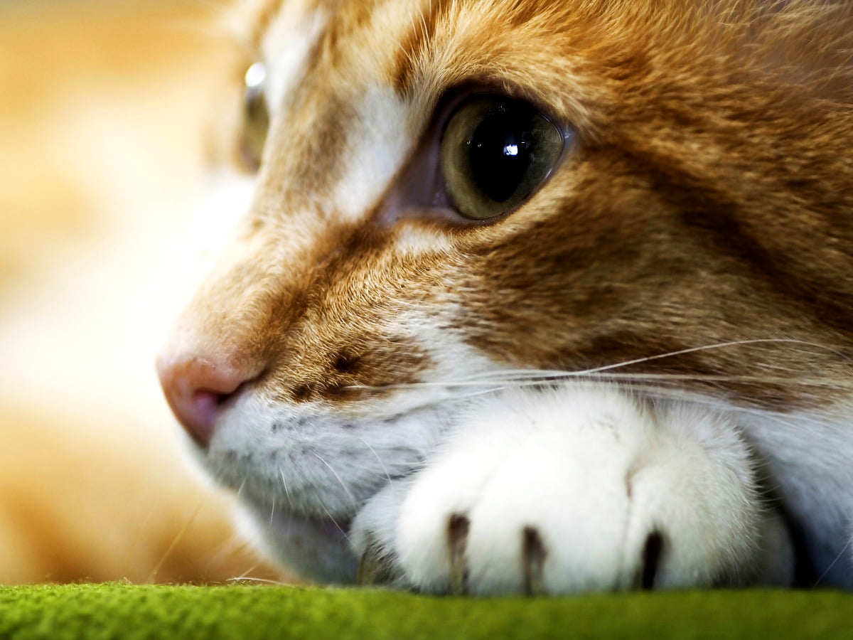 Fond D Ecran Animaux Mignon Gratuit