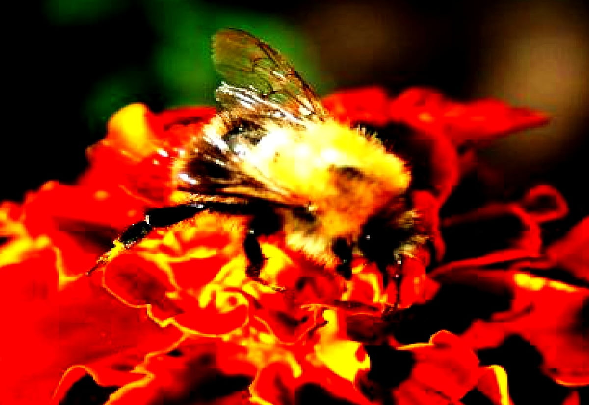 Photo d'arrière-plan - abeille, abeille, insectes, bourdon, fleurs