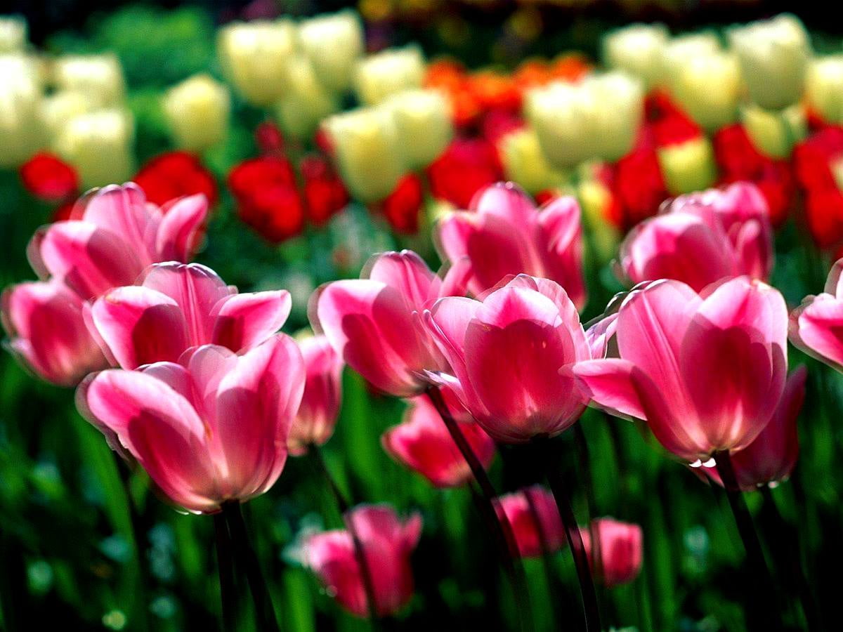 40+ Tulip wallpapers HD | Download Free backgrounds