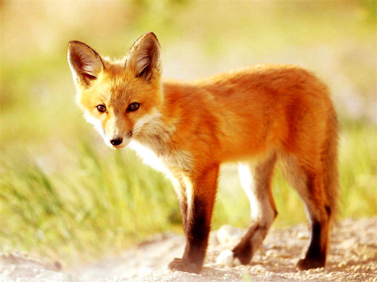 Deciduous Forest Fox
