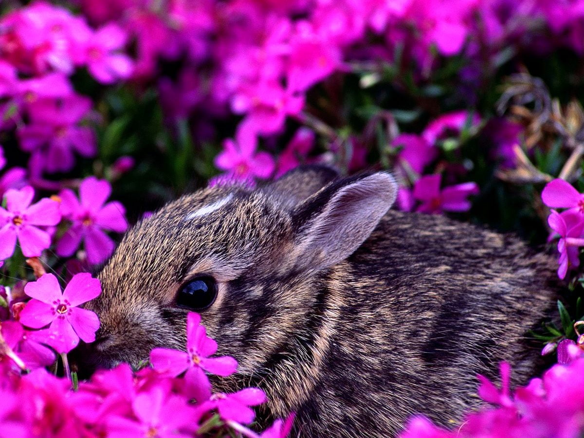 Wallpaper ID: 258232 / rabbit bunny brown and portrait hd 4k wallpaper free  download