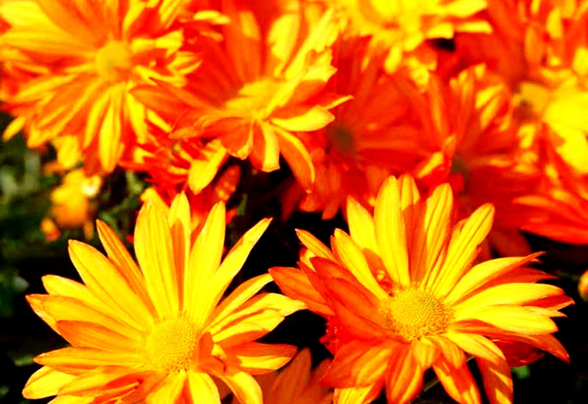 Bouquet de fleurs jaunes / gratuit fond d'écran