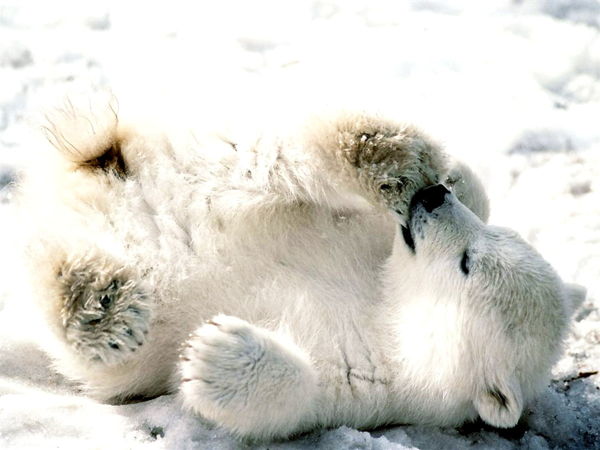 1600x1200 background image / polar bear lying on snow