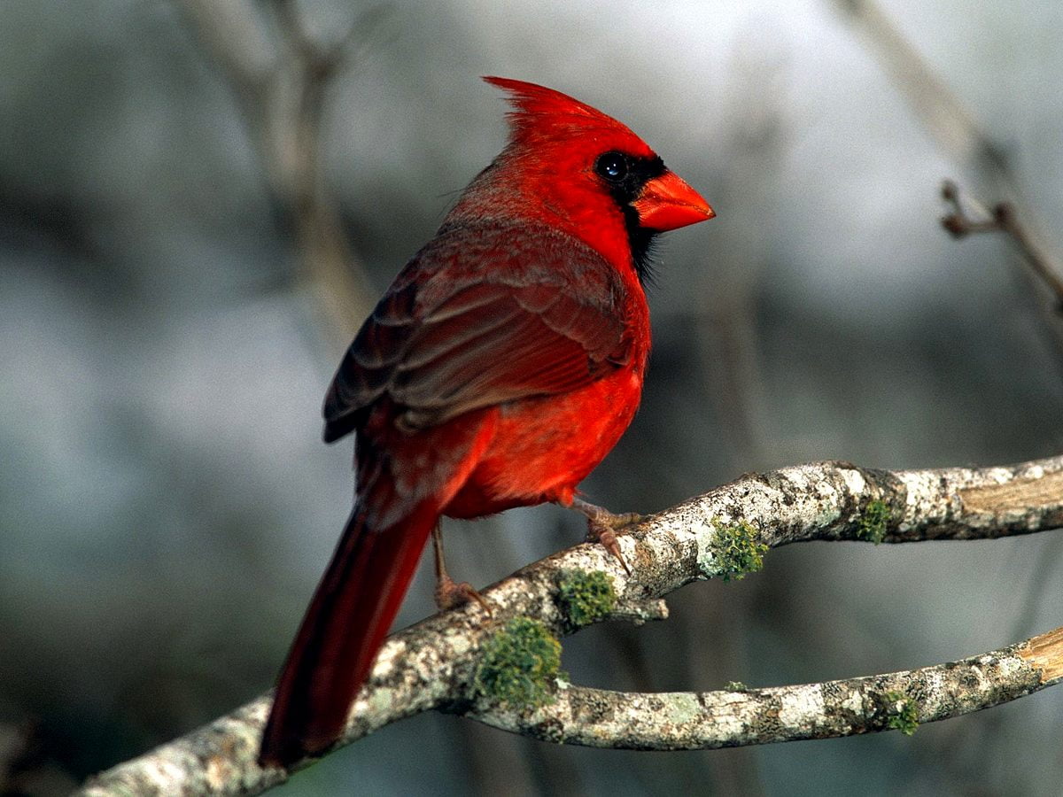 Winter Color Cardinals - Birds & Animals Background Wallpapers on Desktop  Nexus (Image 2198298)