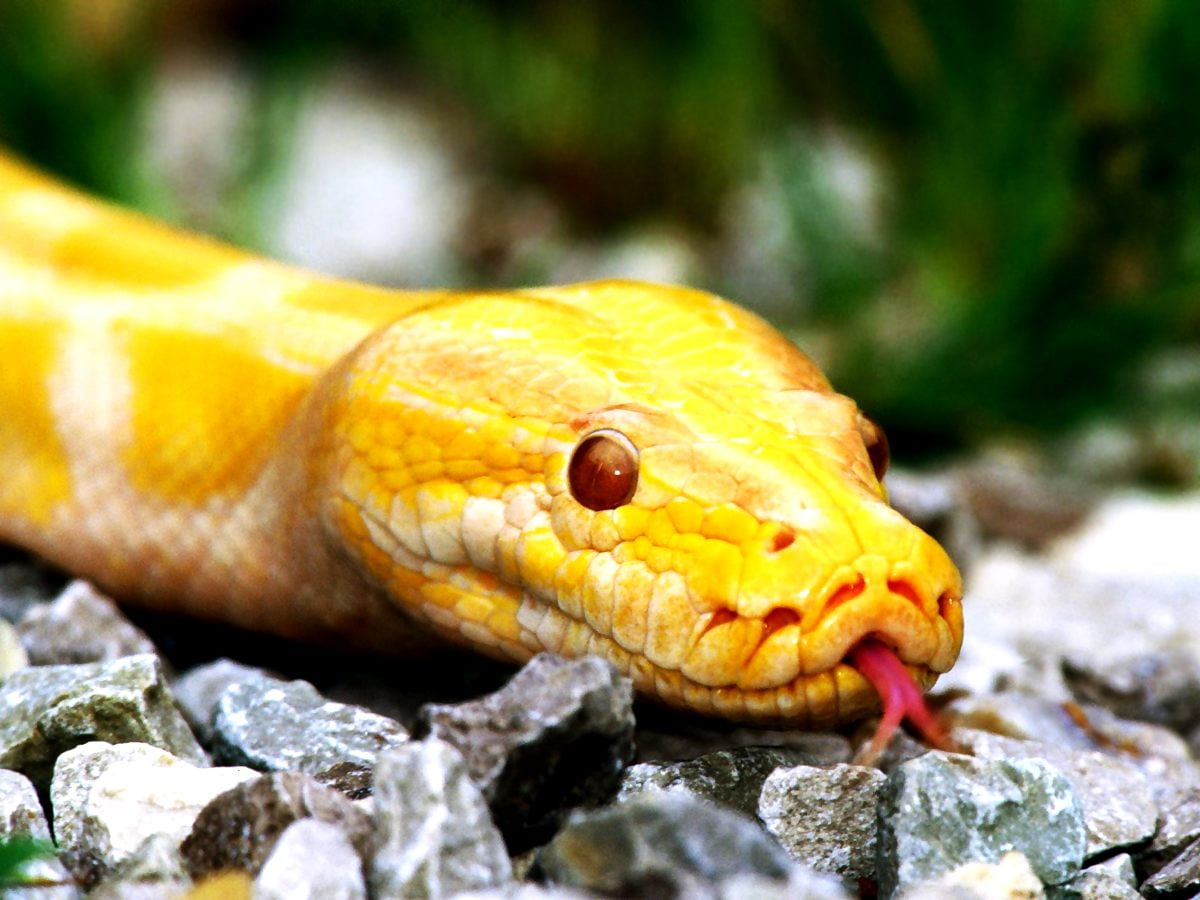 Burmesisk python baggrunde HD | Download Gratis Baggrundsbilleder