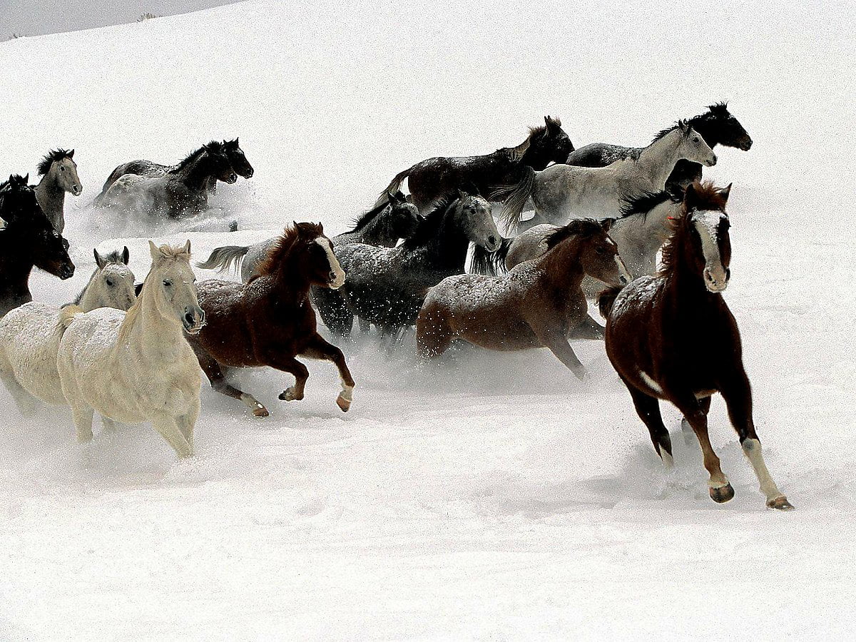 Herd of cattle walking across snow covered field : screen wallpaper