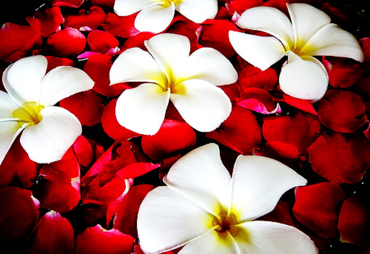 tropiske-blomster-blomster-kronblad-baggrund-gratis-bedste-billede