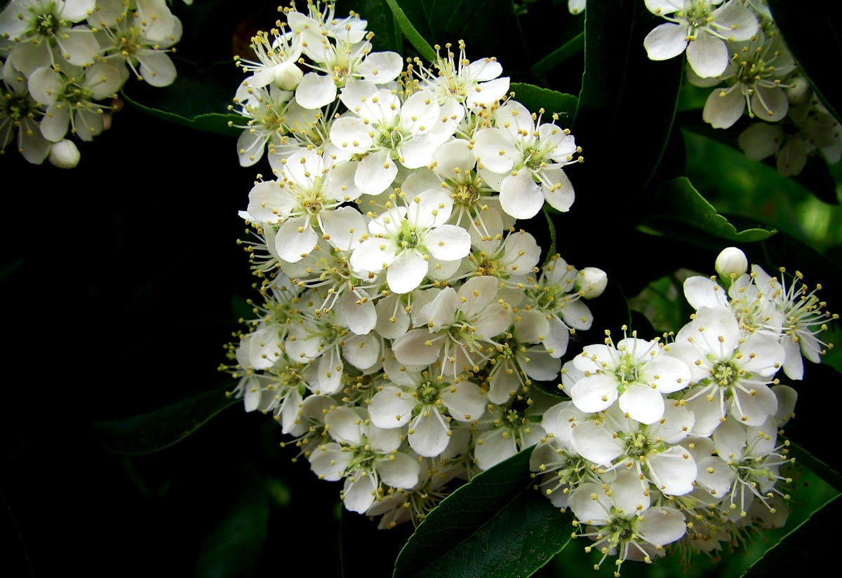 Flowers, spring, white, flora, green - free wallpapers 1600x1100