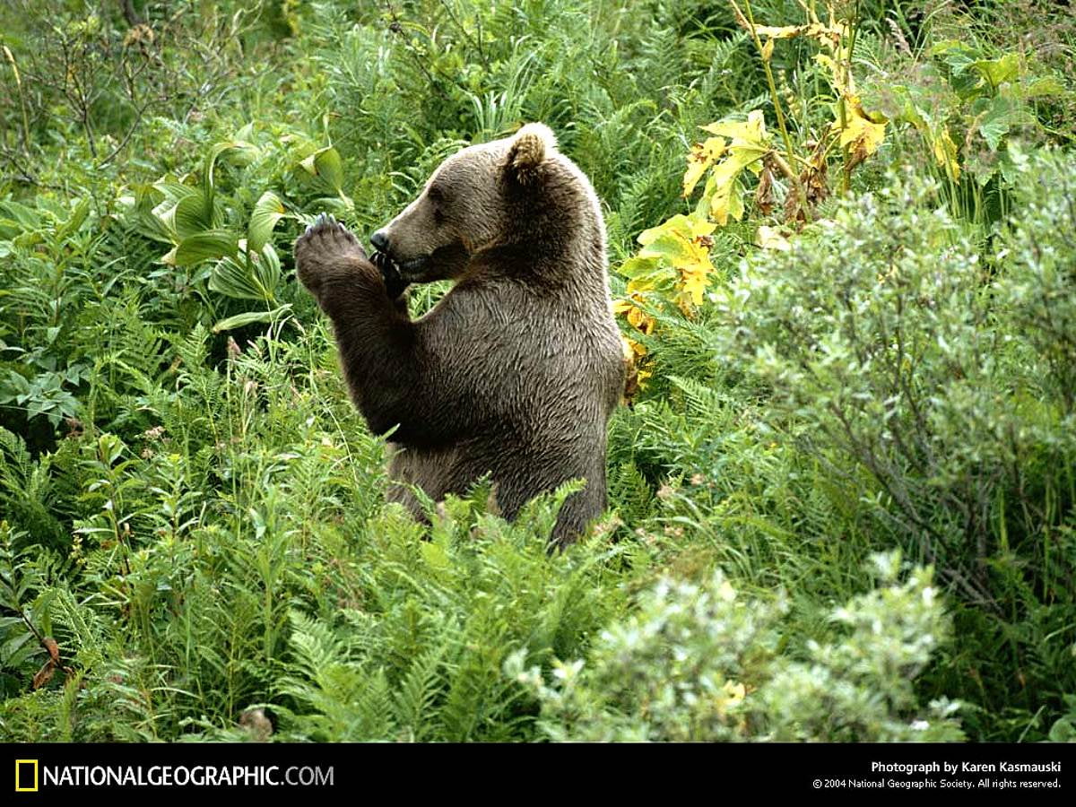 Медведь ау. Медвежонок ау фото. Ау ау медведь в лесу. Ау ау животное.