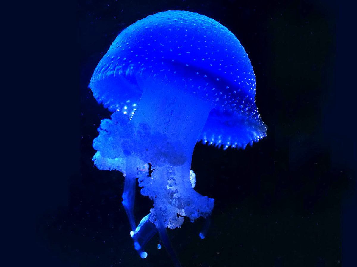 Jellyfish, blue, animals, reef, aquarium : background 1600x1200