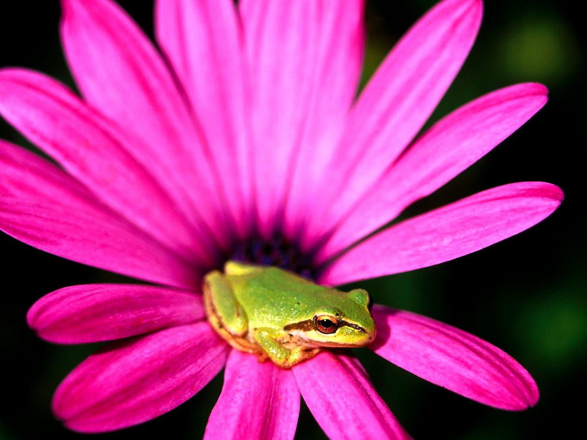80+ Frog wallpapers HD | Download Free backgrounds
