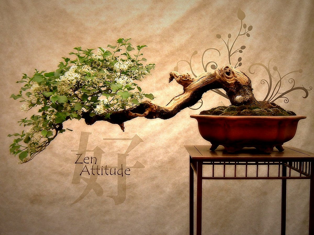 Bonsai wallpapers HD | Download Free backgrounds