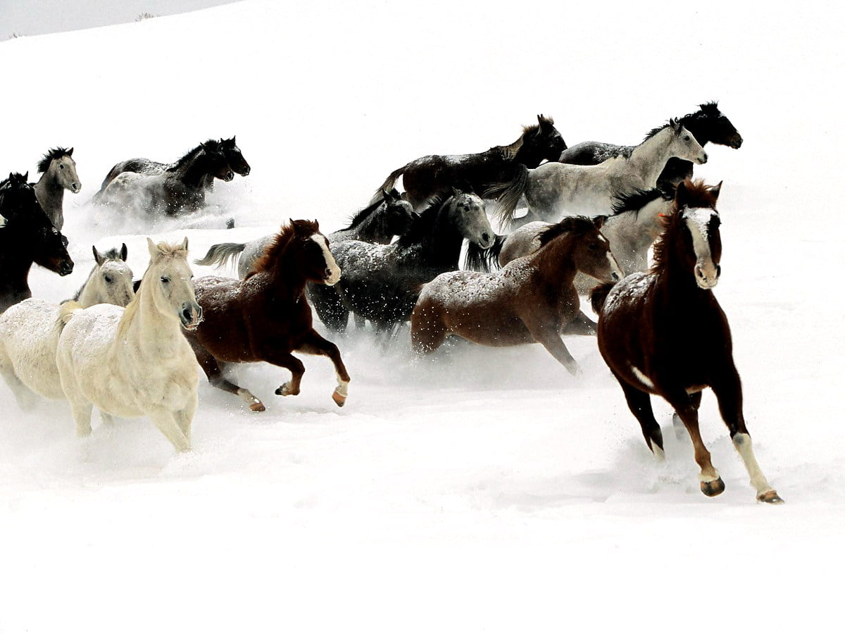 Troupeau de bovins marchant sur un champ couvert de neige :