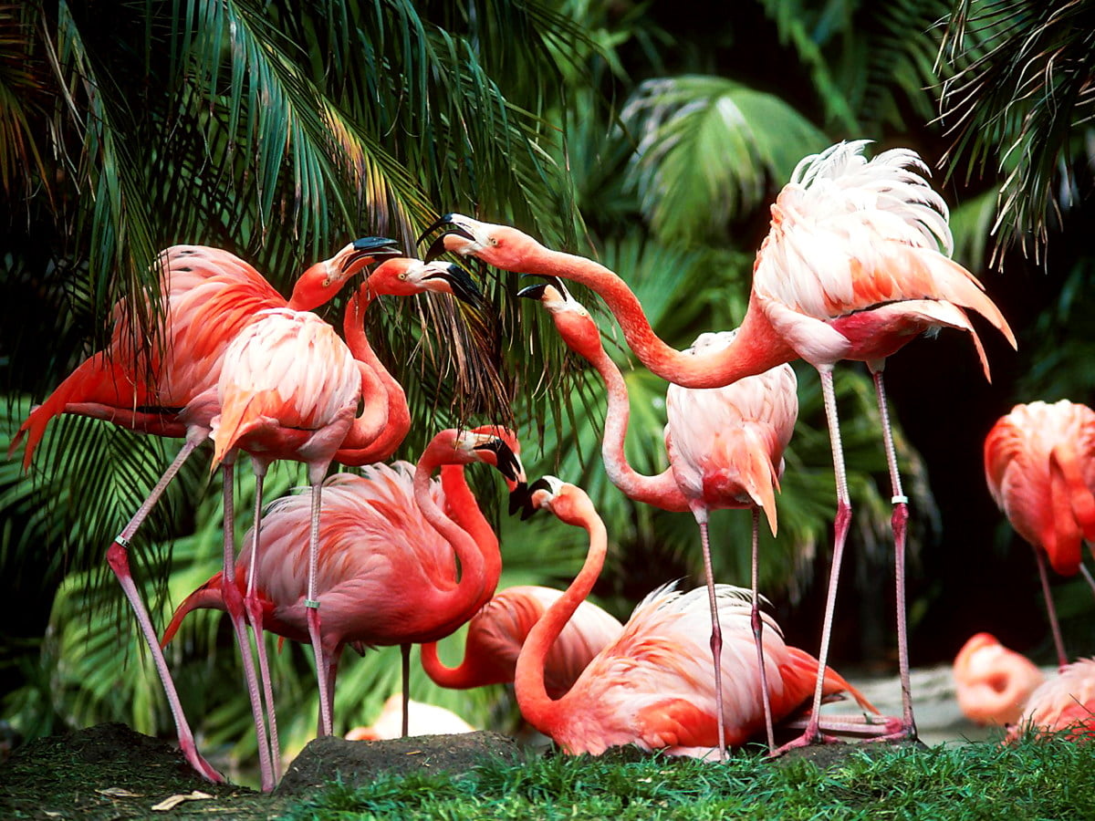 Flock of birds on flamingo - free wallpapers 1600x1200