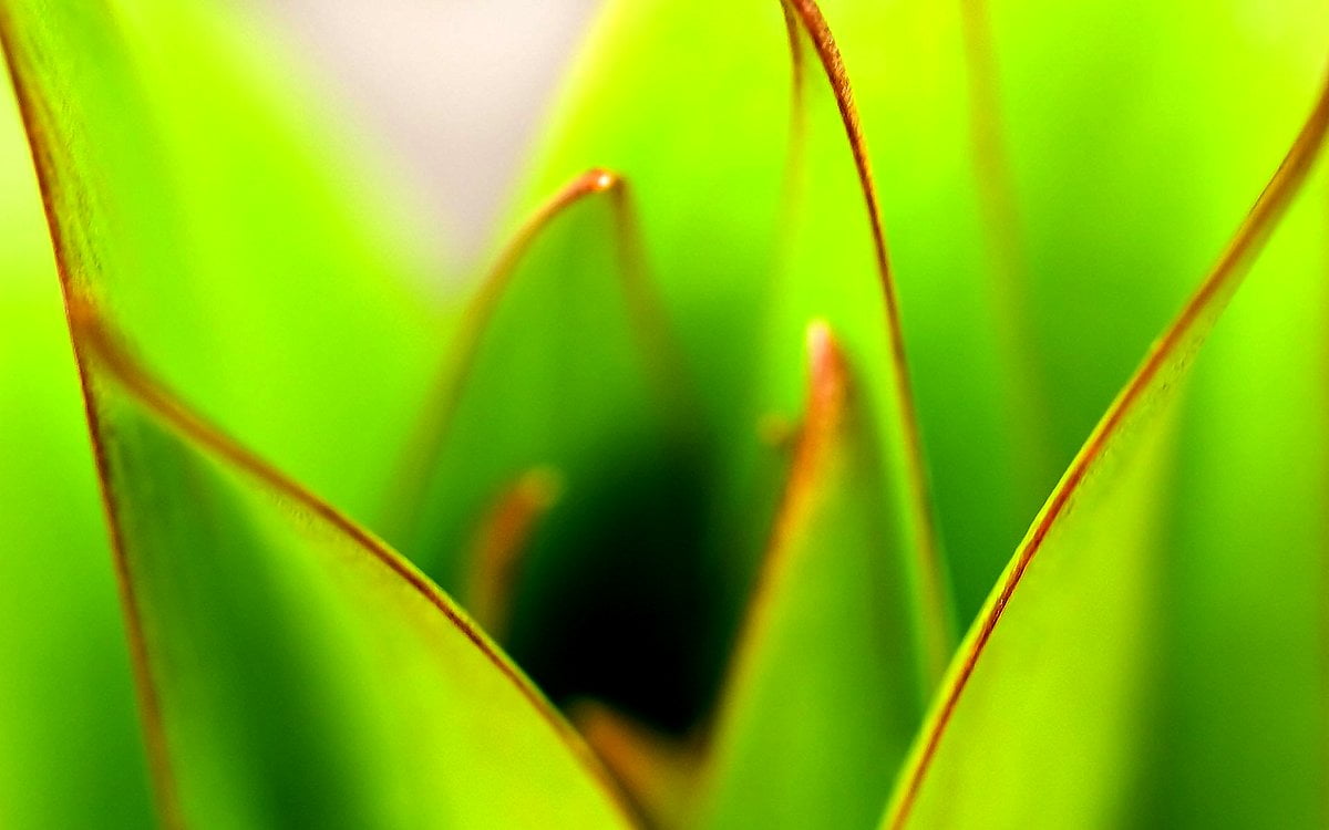 Verts, fleurs, nature, macro, agave - gratuit photo pour fond d'écran 1920x1200