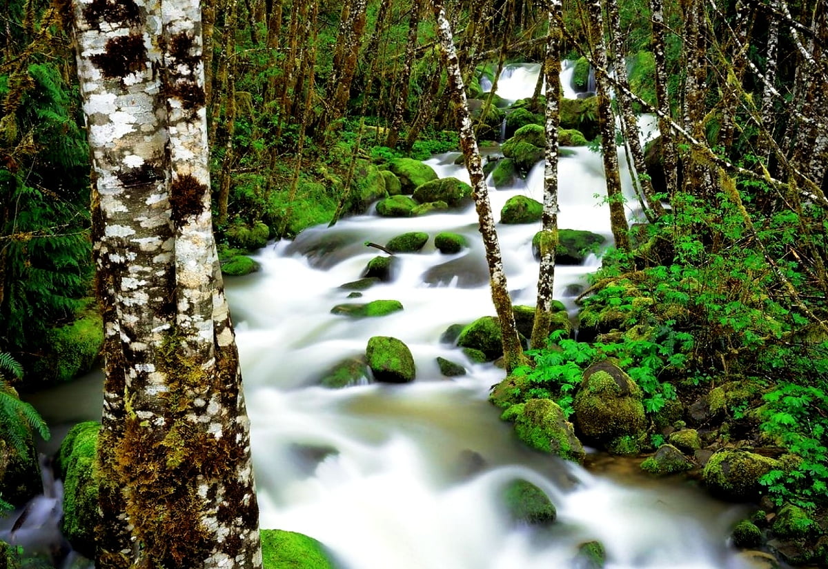 River, Nature, Stream picture | Best Free images