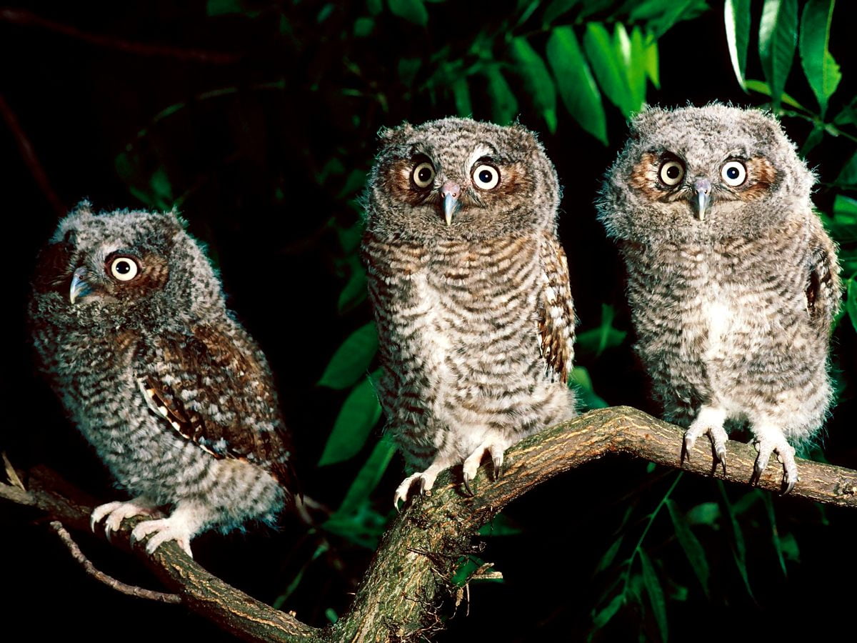 20+ Western screech owl wallpapers HD | Download Free backgrounds