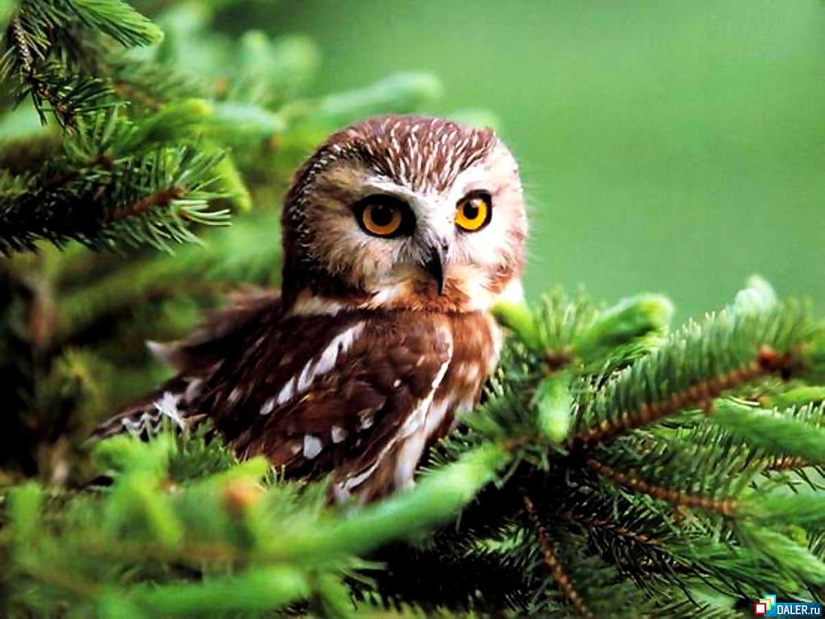 Owl, bird, bird of prey, animals, wildlife — background
