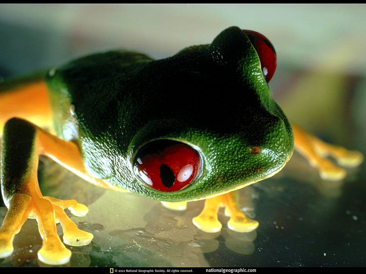 Nat Geo, Glance, National Geographic wallpaper | Download TOP Free ...
