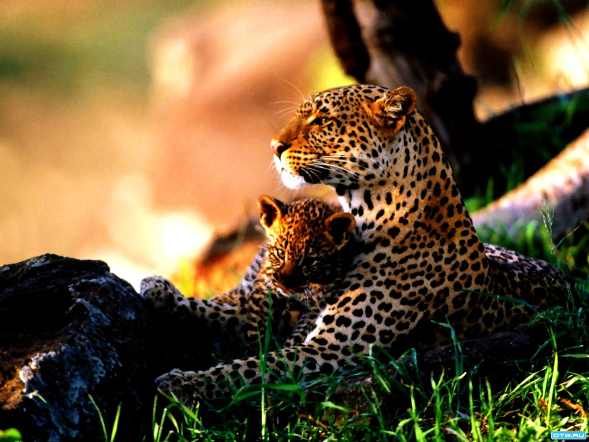 40 Leopard Bakgrunner HD Laste Ned Bakgrunnsbilder Gratis 40-leopard-bakgrunner-hd-laste-ned-bakgrunnsbilder-gratis