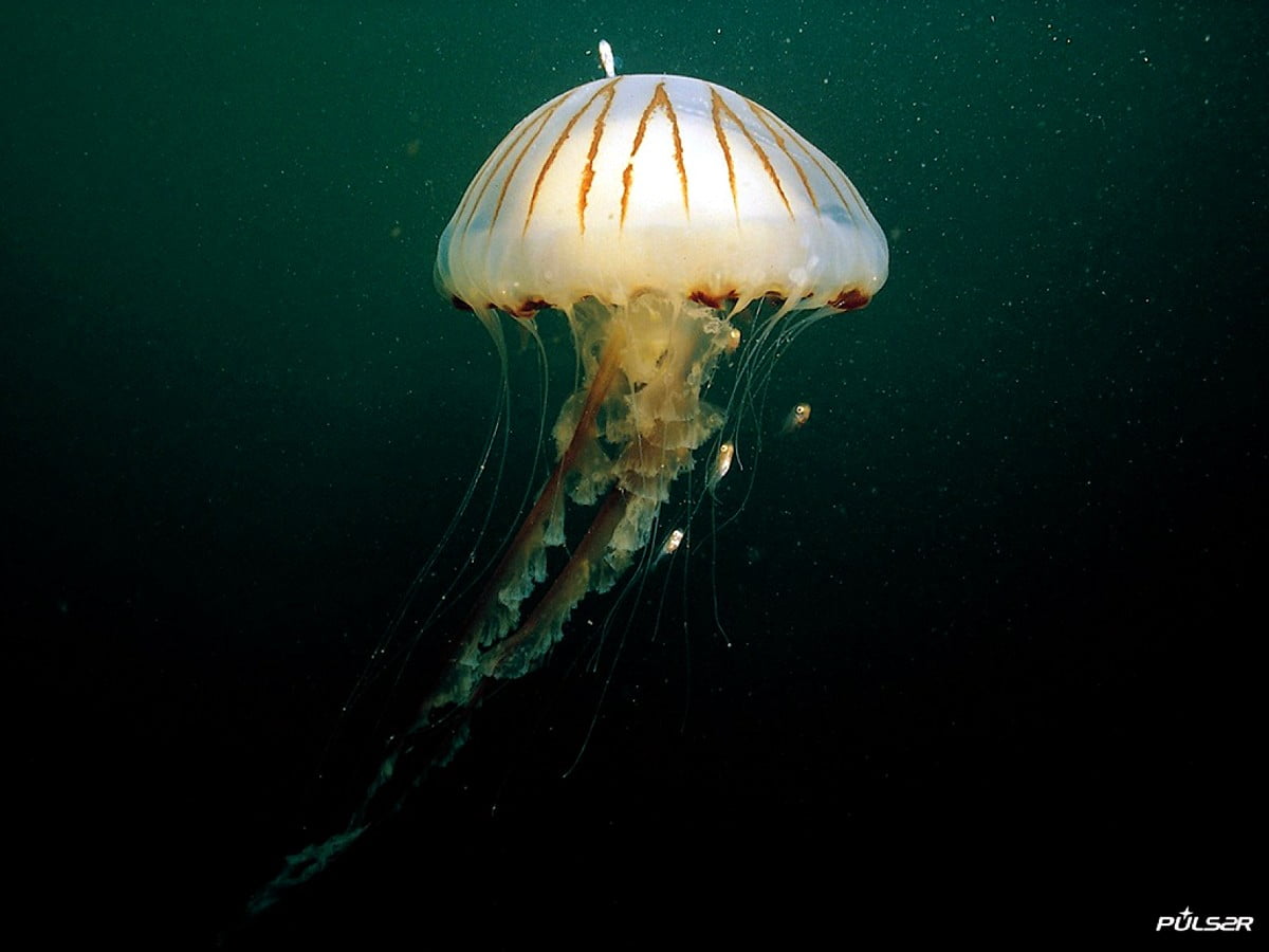 Jellyfish, animals, underwater, aquarium, sea : background image