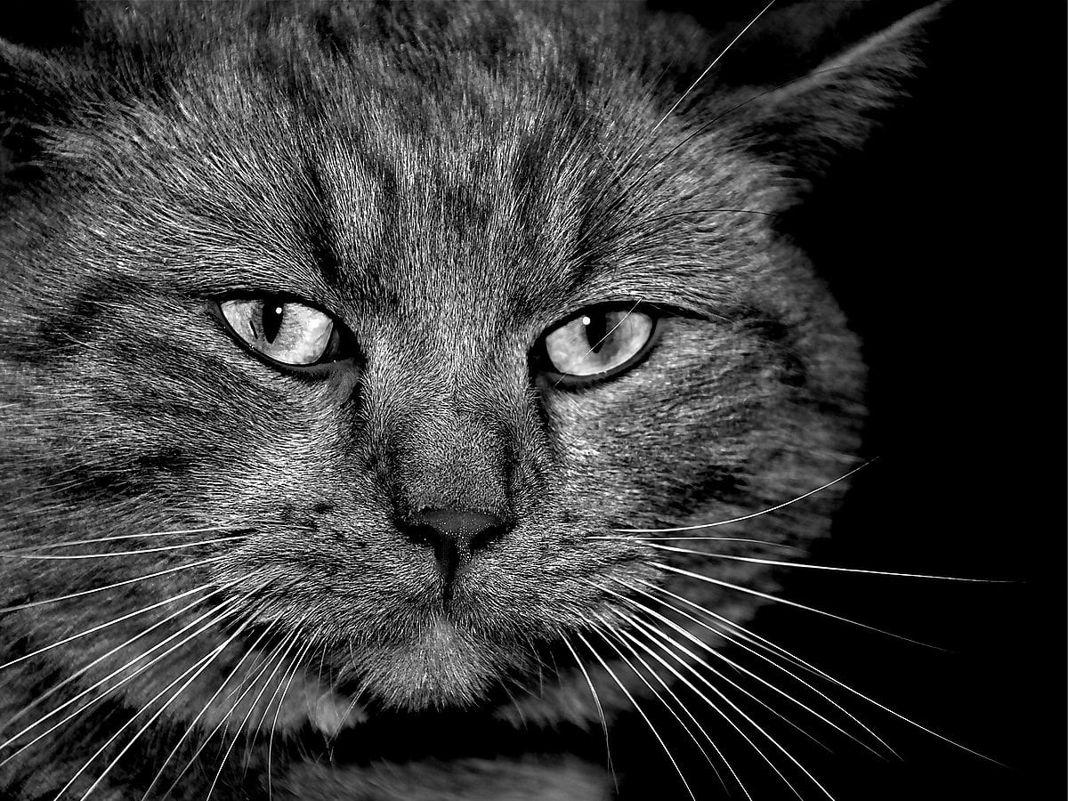 Cats, black and white, domestic cat, animals, kitten / free wallpaper 1600x1200