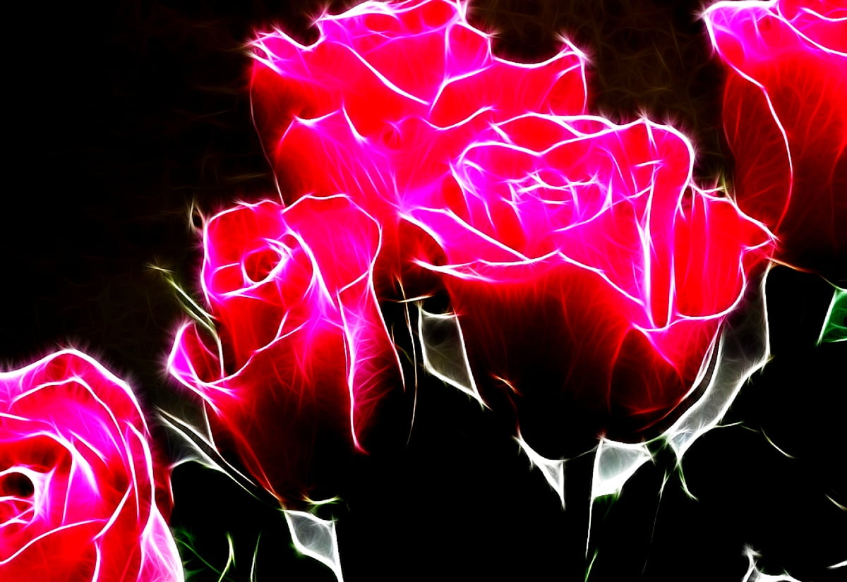 Fantastic flowers, garden roses, red, petal, flowers : wallpaper