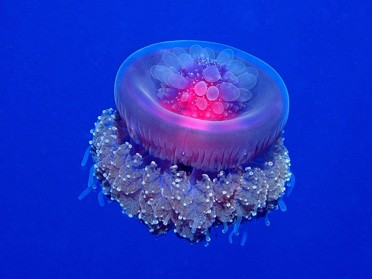 Sea, pink, underwater, jellyfish, aquarium / wallpaper 1600x1200