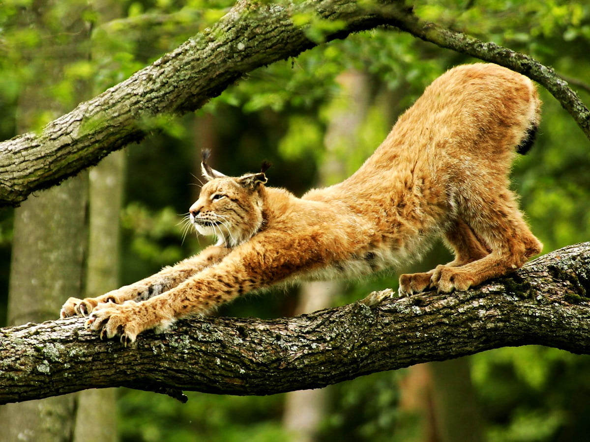 Background image : cat on tree branch