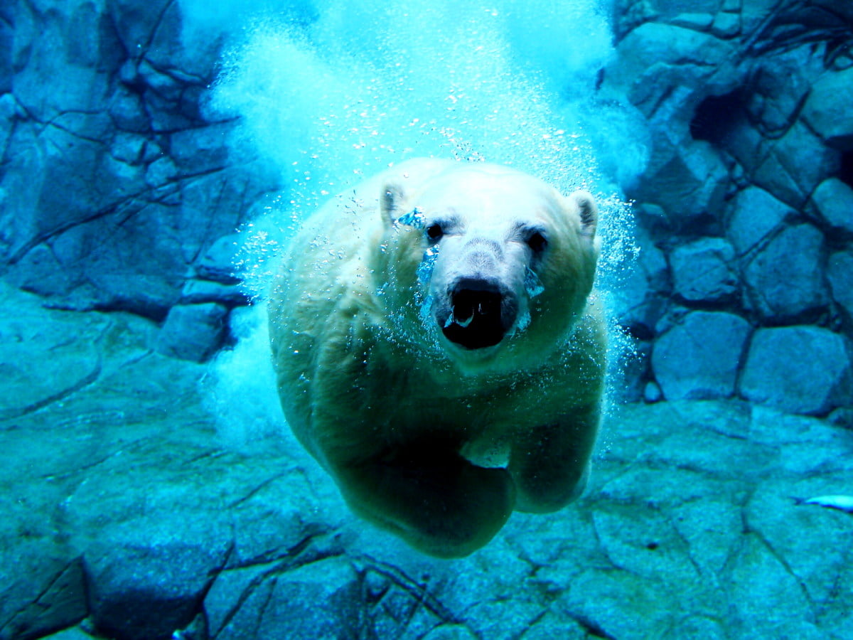 Free background HD — polar bear swimming in pool of water