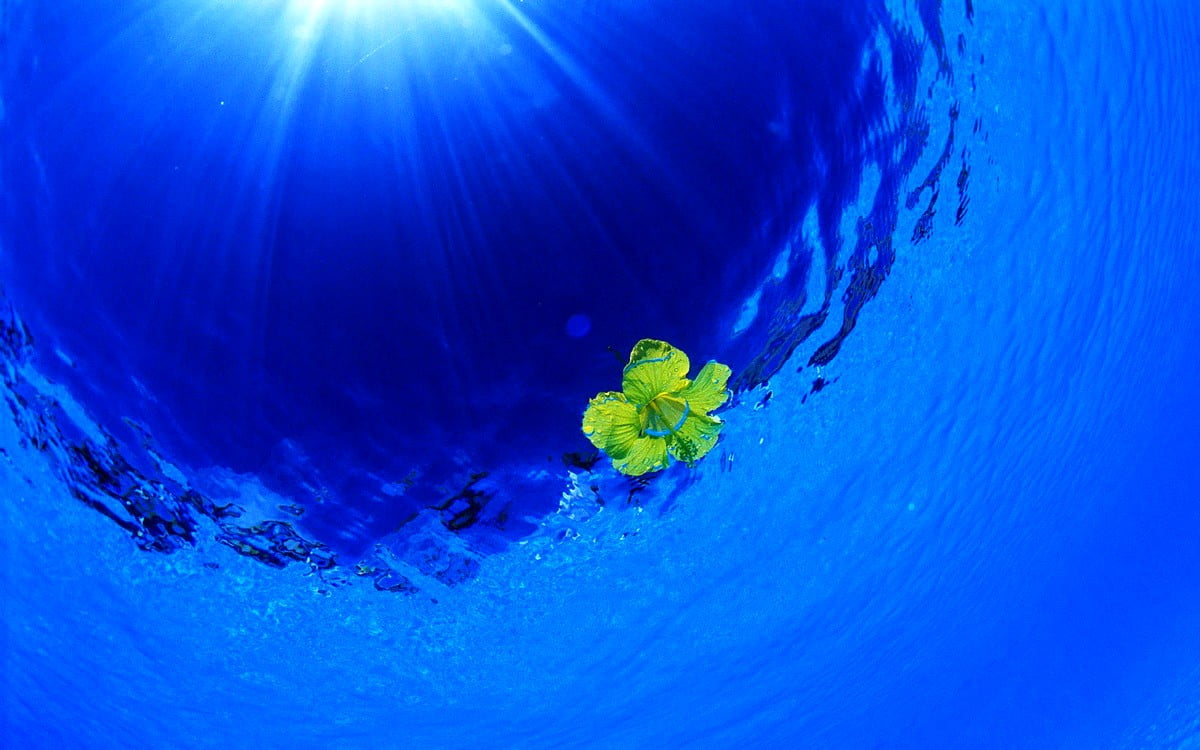 1600x1000 wallpaper : sea, blue, nature, underwater, jellyfish