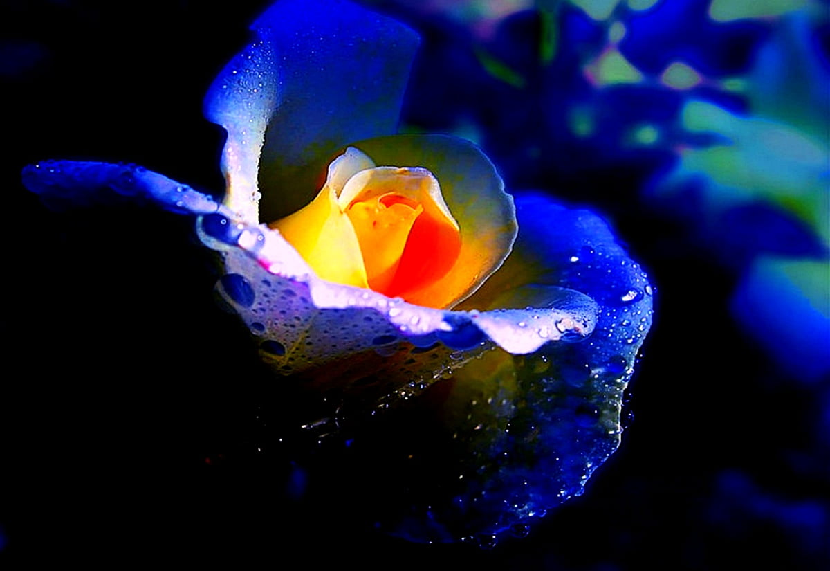Fantastic flowers, blue, petal, flowers, light